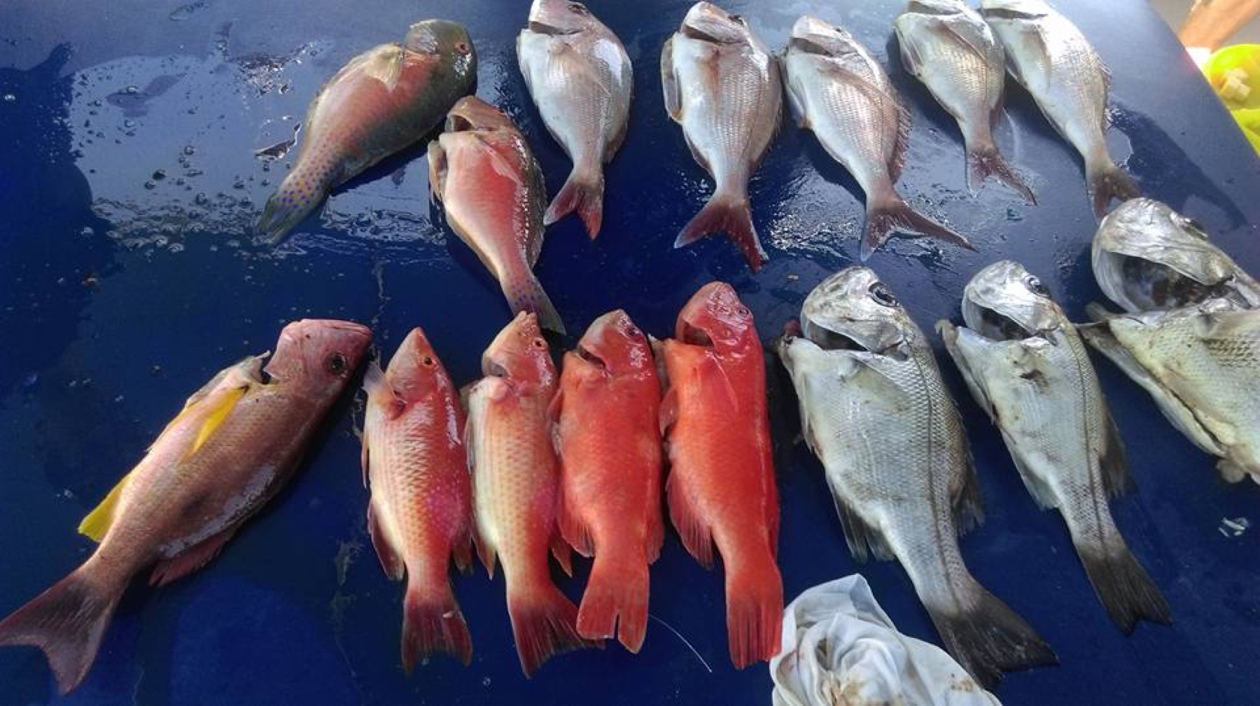 Fishing off the back of the charter boat